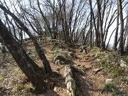 52 Sentiero adornato da carpini neri ben cresciuti in cresta di vetta del Monte Ubione